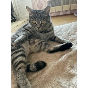 Лейла — стикер для MAX