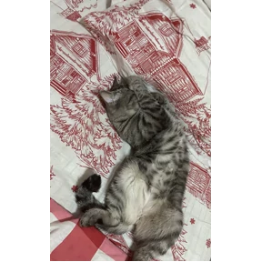 Лейла — стикер для MAX