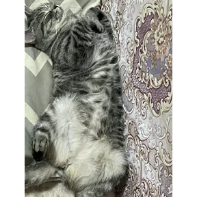 Лейла — стикер для MAX