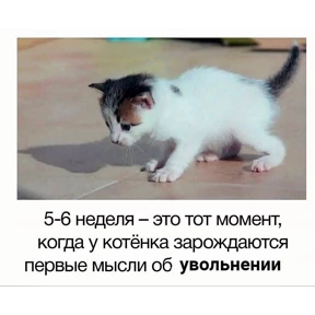 rizZaaxX — стикер для MAX