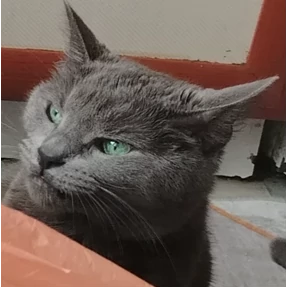 Броня — стикер для MAX