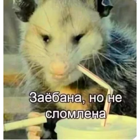 Солянка — стикер для MAX