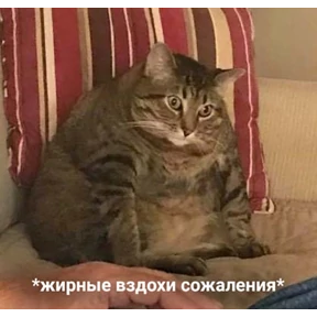 Солянка — стикер для MAX
