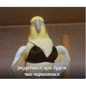 Солянка — стикер для MAX