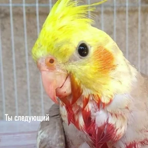 Солянка — стикер для MAX
