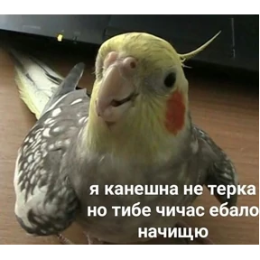Солянка — стикер для MAX