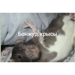 Lerony — стикер для MAX