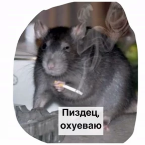Крысим — стикер для MAX