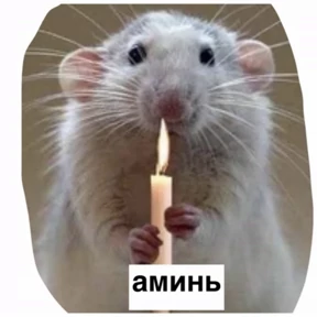 Крысим — стикер для MAX