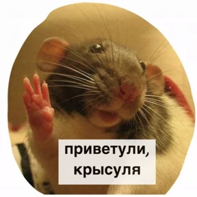 Крысим — стикер для MAX