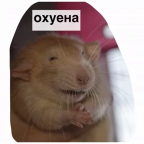 Крысим — стикер для MAX