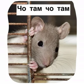 Крысим — стикер для MAX
