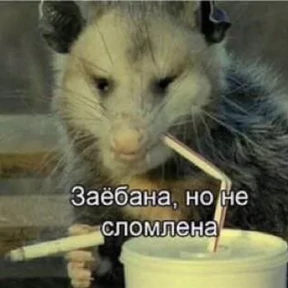 Крысим — стикер для MAX