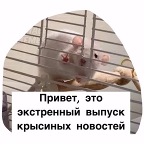 Крысим — стикер для MAX