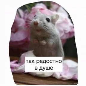 Крысим — стикер для MAX