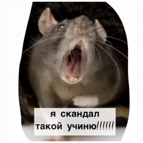 Крысим — стикер для MAX