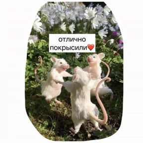 Крысим — стикер для MAX