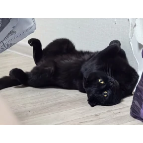 хэхэ — стикер для MAX