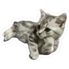 Котики — стикер для MAX