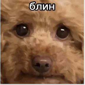 super puper — стикер для MAX