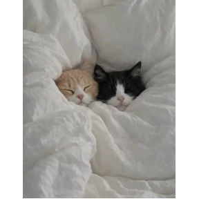 Котики — стикер для MAX