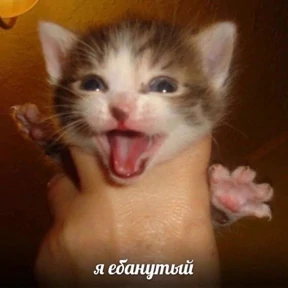 Ответ на серьёзный вопрос — стикер для MAX