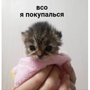 Ответ на серьёзный вопрос — стикер для MAX