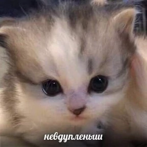 Ответ на серьёзный вопрос — стикер для MAX