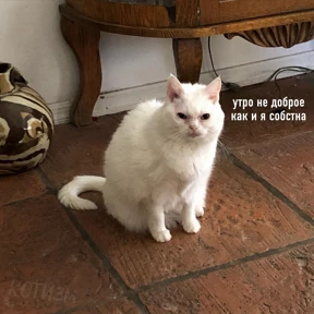 Ответ на серьёзный вопрос — стикер для MAX