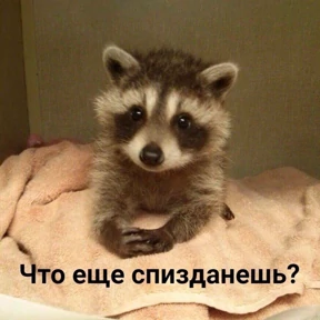 Ответ на серьёзный вопрос — стикер для MAX
