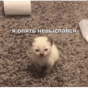 Ответ на серьёзный вопрос — стикер для MAX