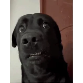 Хах — стикер для MAX