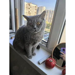 Стикерпак СтикерПак для мессенджера MAX