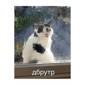 Memes — стикер для MAX