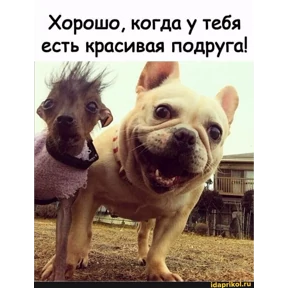 Пёсики — стикер для MAX