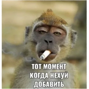 Шо? — стикер для MAX