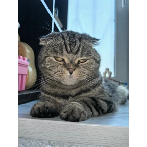Нью — стикер для MAX