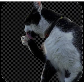 Котики — стикер для MAX