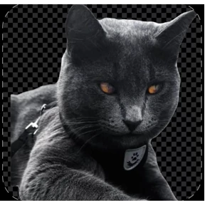 Котики — стикер для MAX