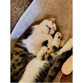 Котики — стикер для MAX