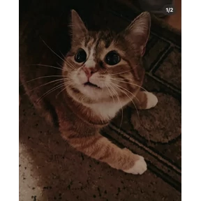 Котики — стикер для MAX