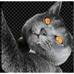 Котики — стикер для MAX