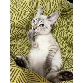 Мой — стикер для MAX