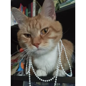 Персиянцев — стикер для MAX