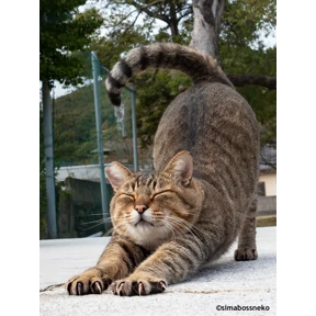 Ля кошь — стикер для MAX