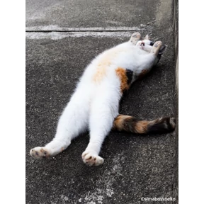 Ля кошь — стикер для MAX