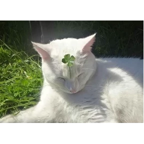 Ля кошь — стикер для MAX