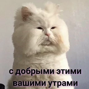Мемс — стикер для MAX
