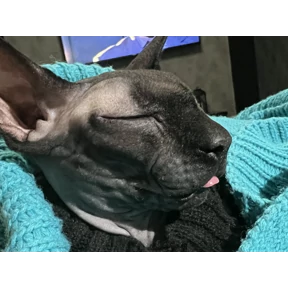 Кот — стикер для MAX
