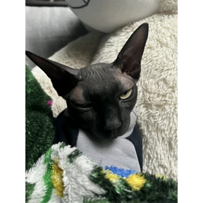 Кот — стикер для MAX